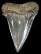 Huge Fossil Mako Shark Tooth - Georgia #42259-1